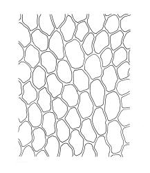 Calyptrochaeta cristata, upper laminal cells. Drawn from V.D. Zotov s.n., 27 Aug. 1933, CHR 6867.
 Image: R.C. Wagstaff © Landcare Research 2017 